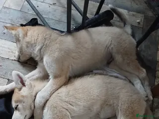 Siberian Husky dogs Friendly Siberian Husky Puppies - Advert 13