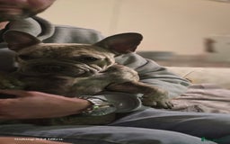 French Bulldog dogs for sale: GOLDEN French Bulldog  - Image 21