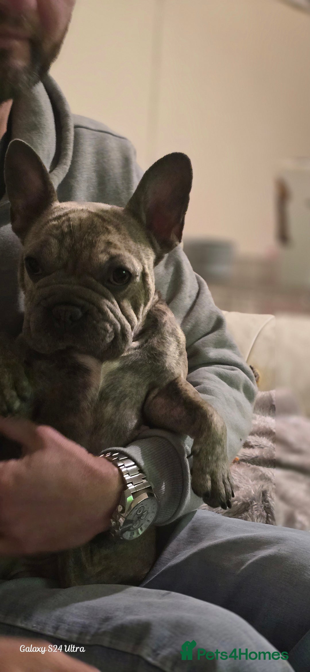 French Bulldog dogs for sale: GOLDEN French Bulldog  - Image 21