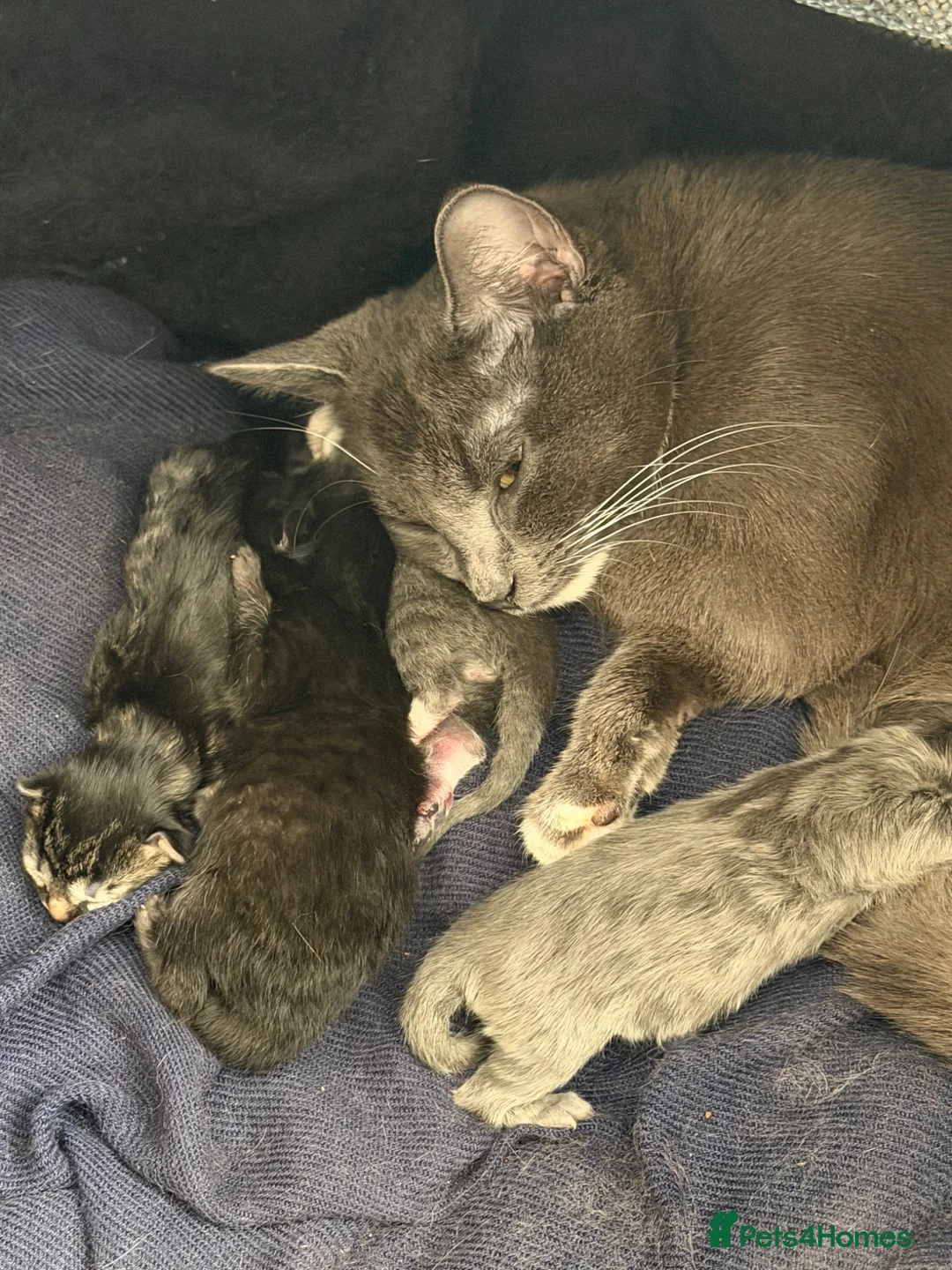 Mixed Breed cats for sale: 3 beautiful kittens left in Harrow - Advert 1