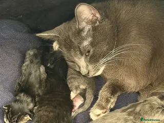 Mixed Breed cats 3 beautiful kittens left - Advert 2