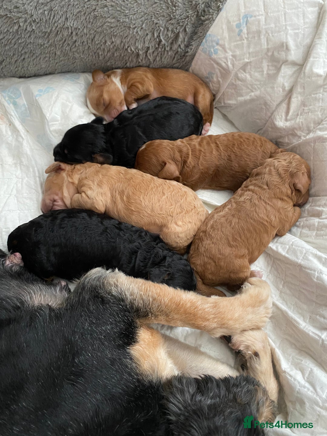 Cockapoo dogs for sale: F1b cockapoo video call viewings available  - Advert 2