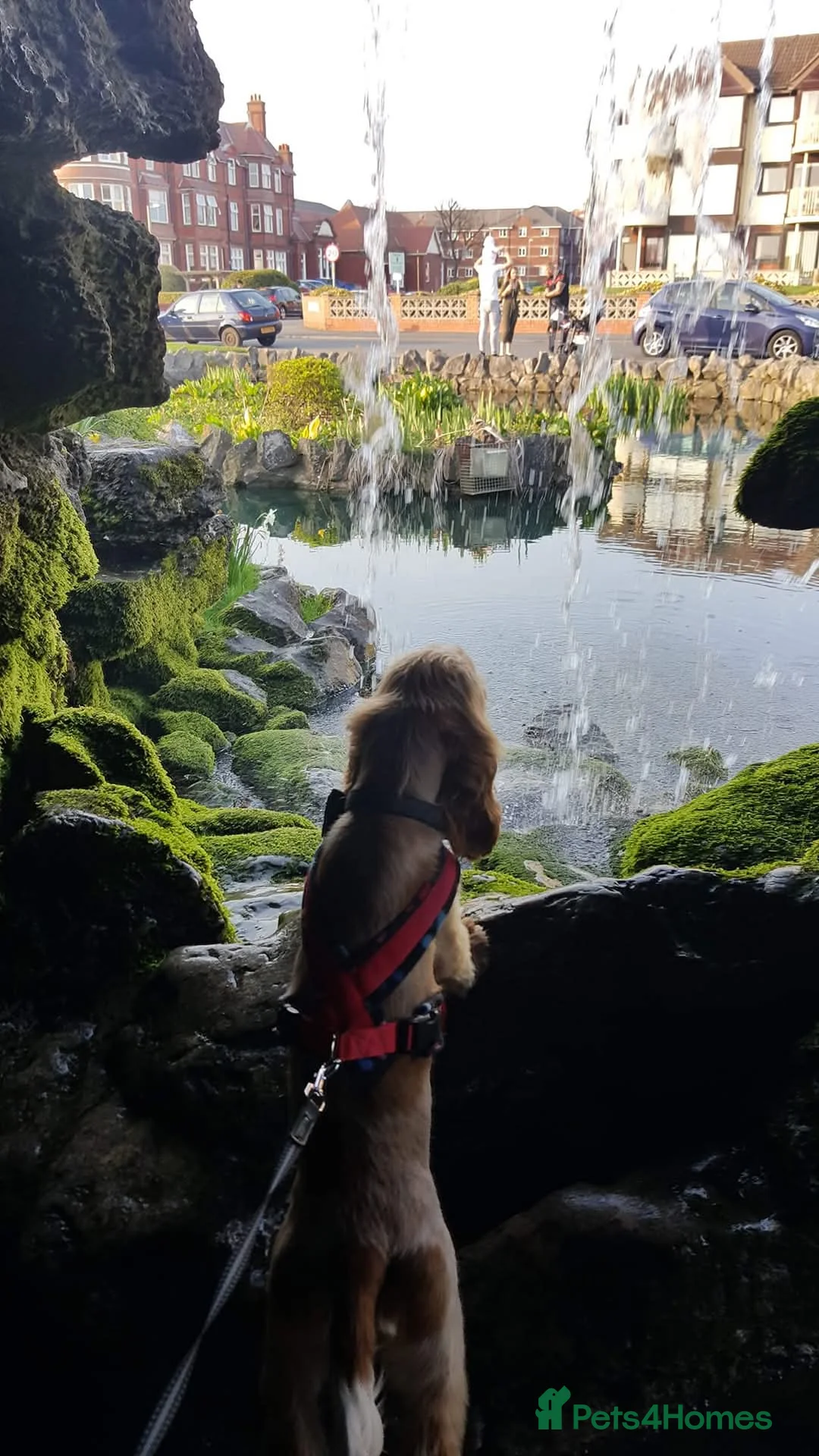 Cocker Spaniel dogs for stud: Proven Handsome Show Cocker Spaniel For Stud in Rochdale - Advert 5