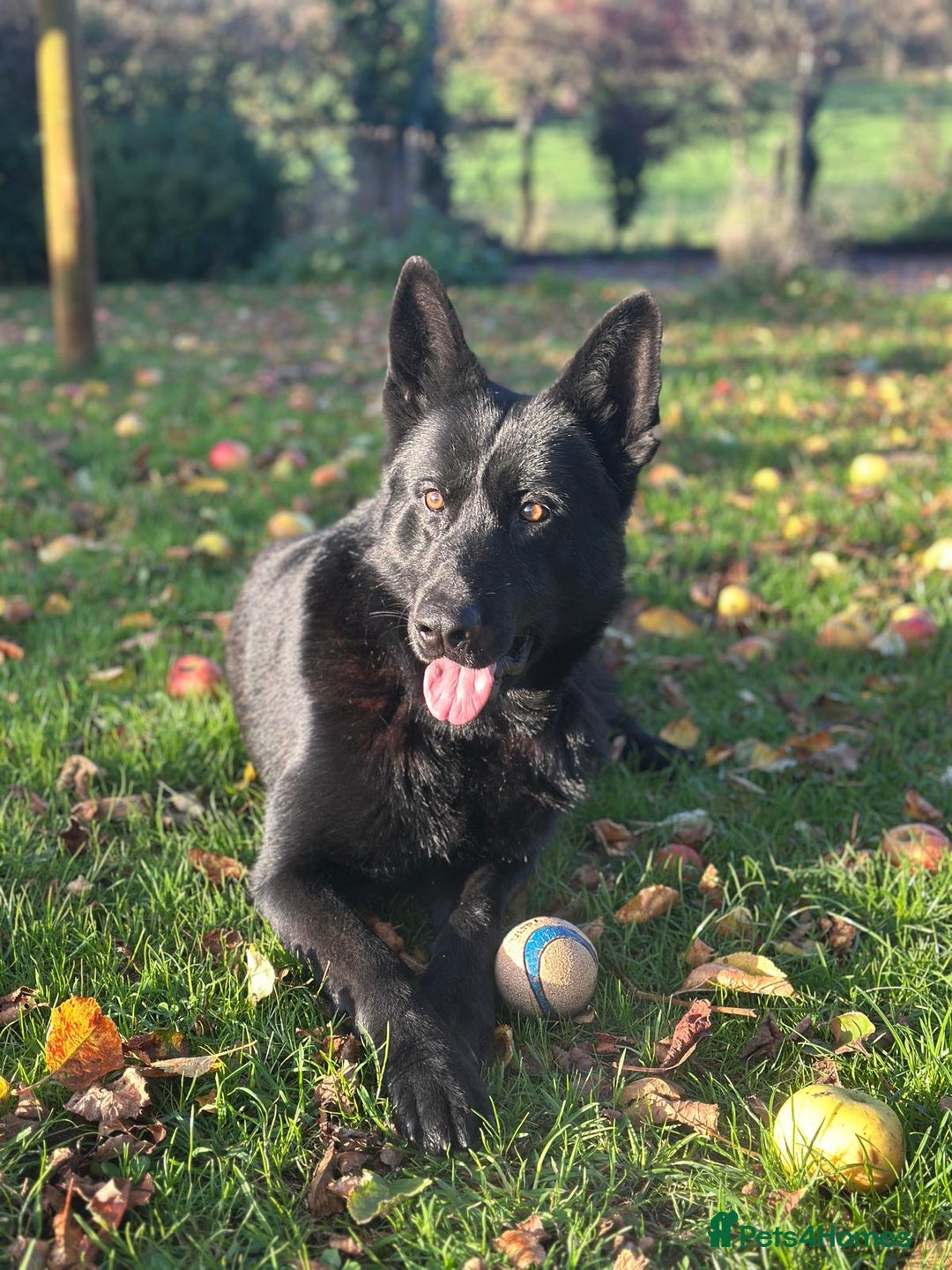 Mixed Breed dogs for sale: 4 Beautiful Hybrid German Shepherd/Rotti puppies - Advert 3