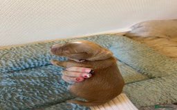 Cocker Spaniel dogs for sale: 🐶Cocker Spaniel Pups Looking for Forever Family🐶 - Image 23