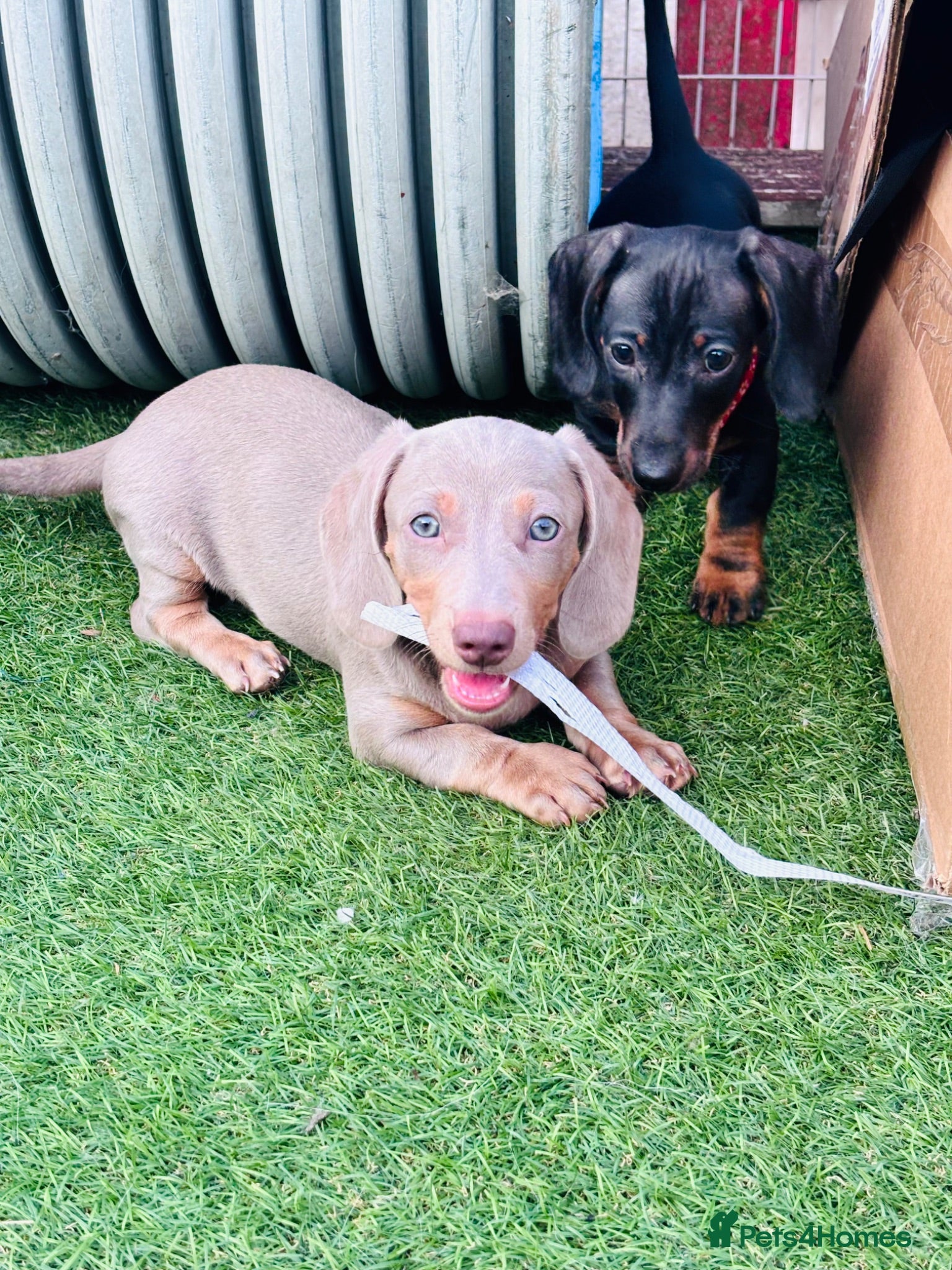 Miniature Dachshund dogs Beautiful short coat dachshund puppies  - Advert 17