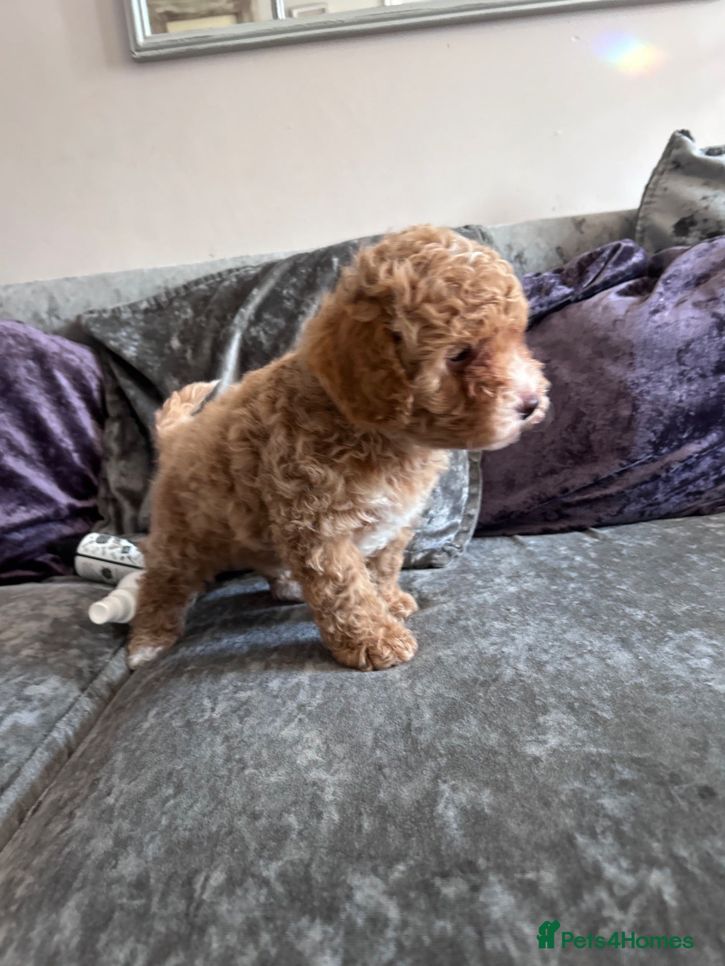Cavapoo dogs Ready 8 weeks old boy-cream/apricot/white Merle - Advert 2