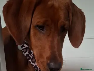 Labrador Retriever dogs Mahogony red lab pups by Mochuto hot off the press - Advert 16