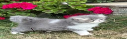 Exotic cats for sale: Exotic male kittens  - Advert 8