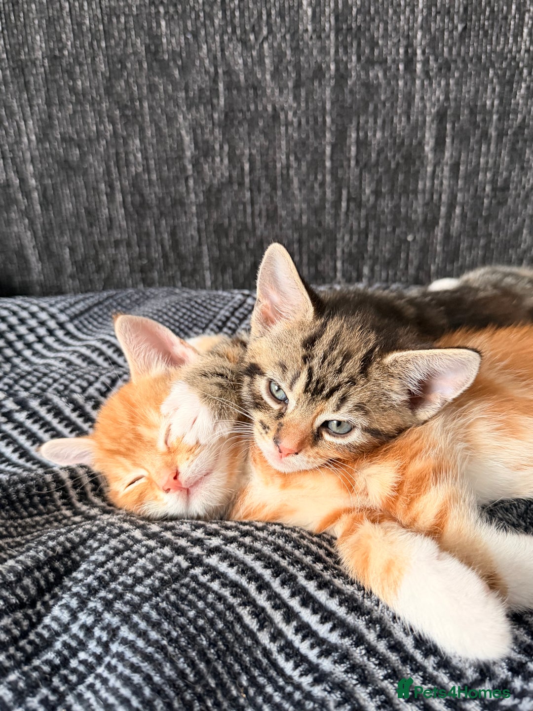 Mixed Breed cats for sale: 2 girls tabby and 2 boys gingers ragdoll tabby mix - Image 6