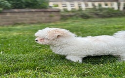 Maltese dogs for sale: Puppy - Image 7