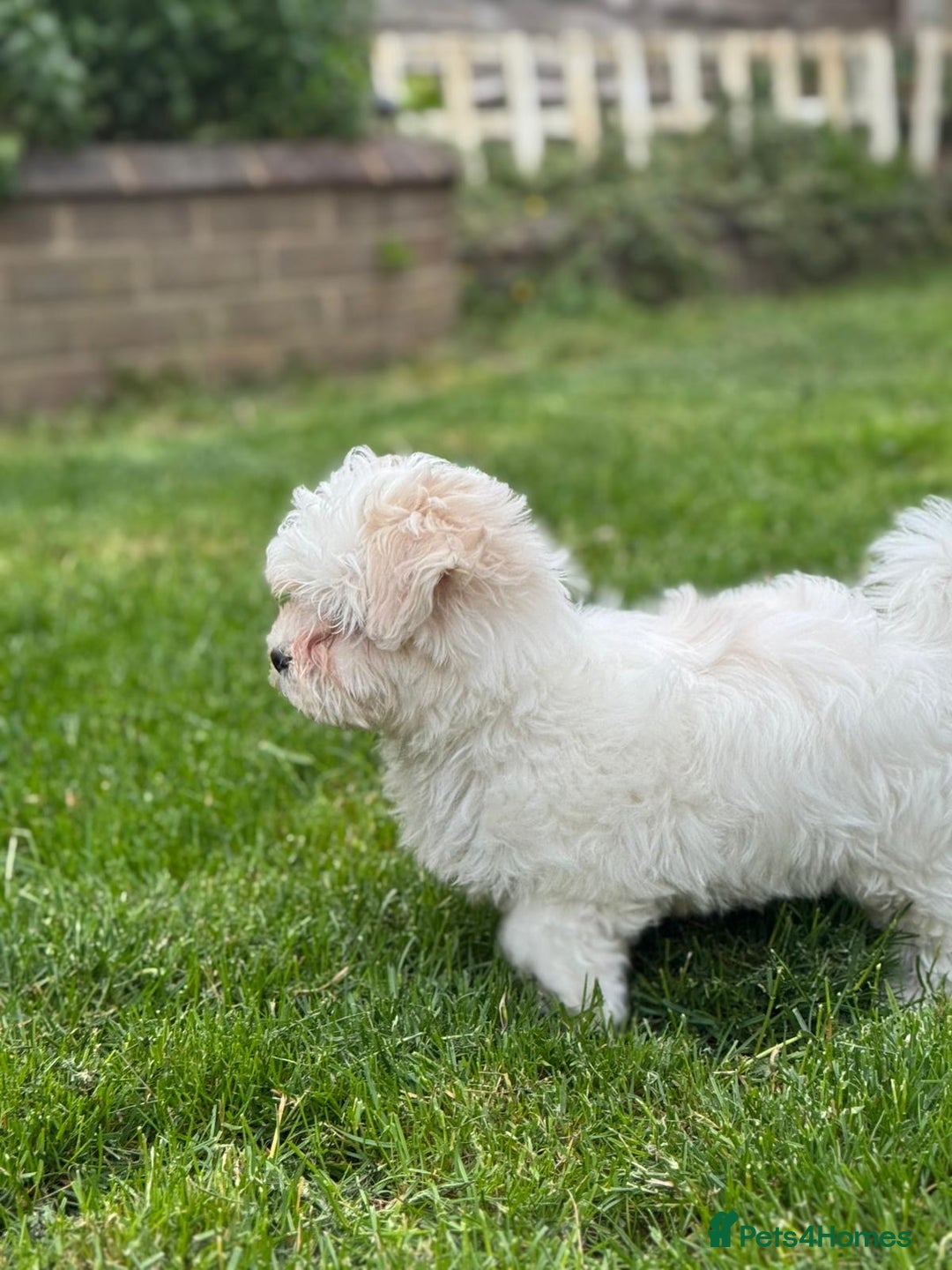 Maltese dogs for sale: Puppy - Image 7