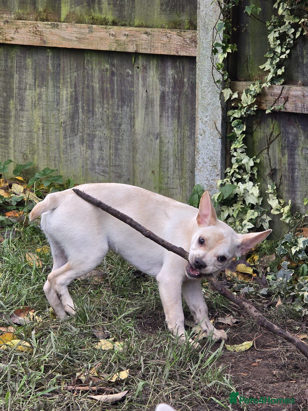 Mixed Breed dogs for sale: Frenchie x Labrador Puppies 17 weeks ready to go - Image 23