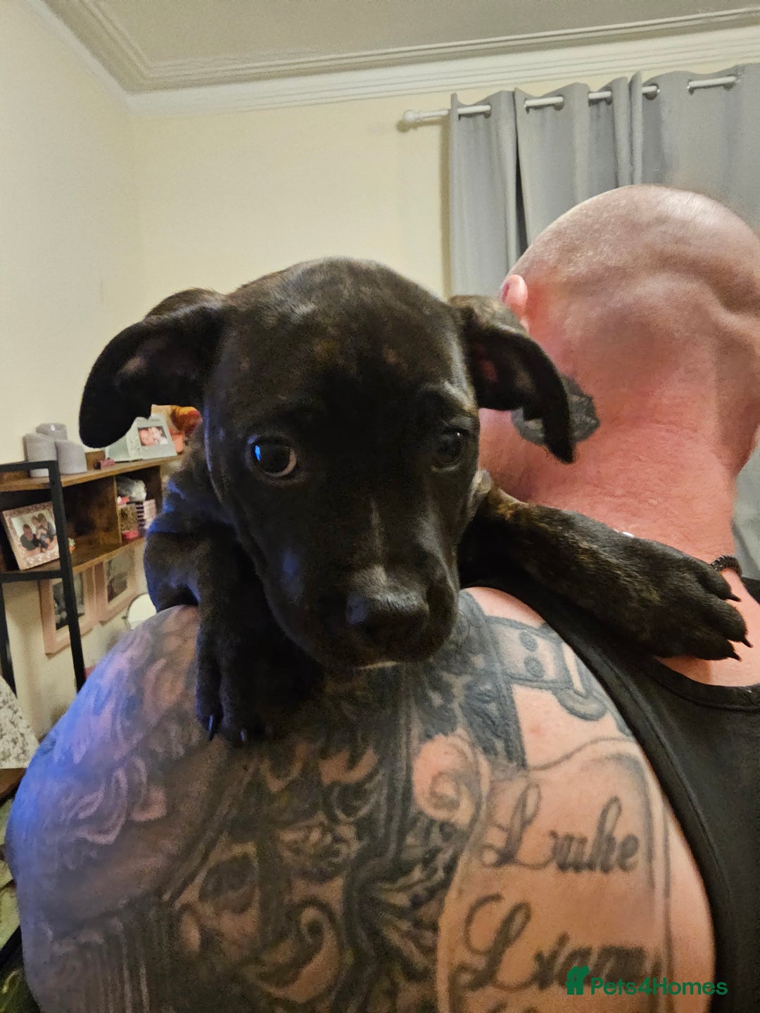 Mixed Breed dogs for sale: Female Staffordshire bull terrier puppy - Image 3