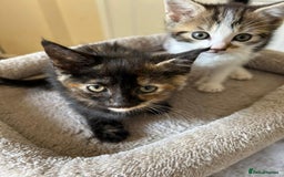 Domestic Shorthair cats for sale: Bundles of fluff  - Image 4