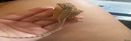 Bearded Dragon reptiles for sale: Friendly baby dragons - Advert 6