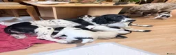 English Springer Spaniel dogs for sale: English springer spaniel pups, docked and KC reg - Advert 4