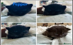 Himalayan cats for sale: Rare Himalayan mix kittens - Image 10