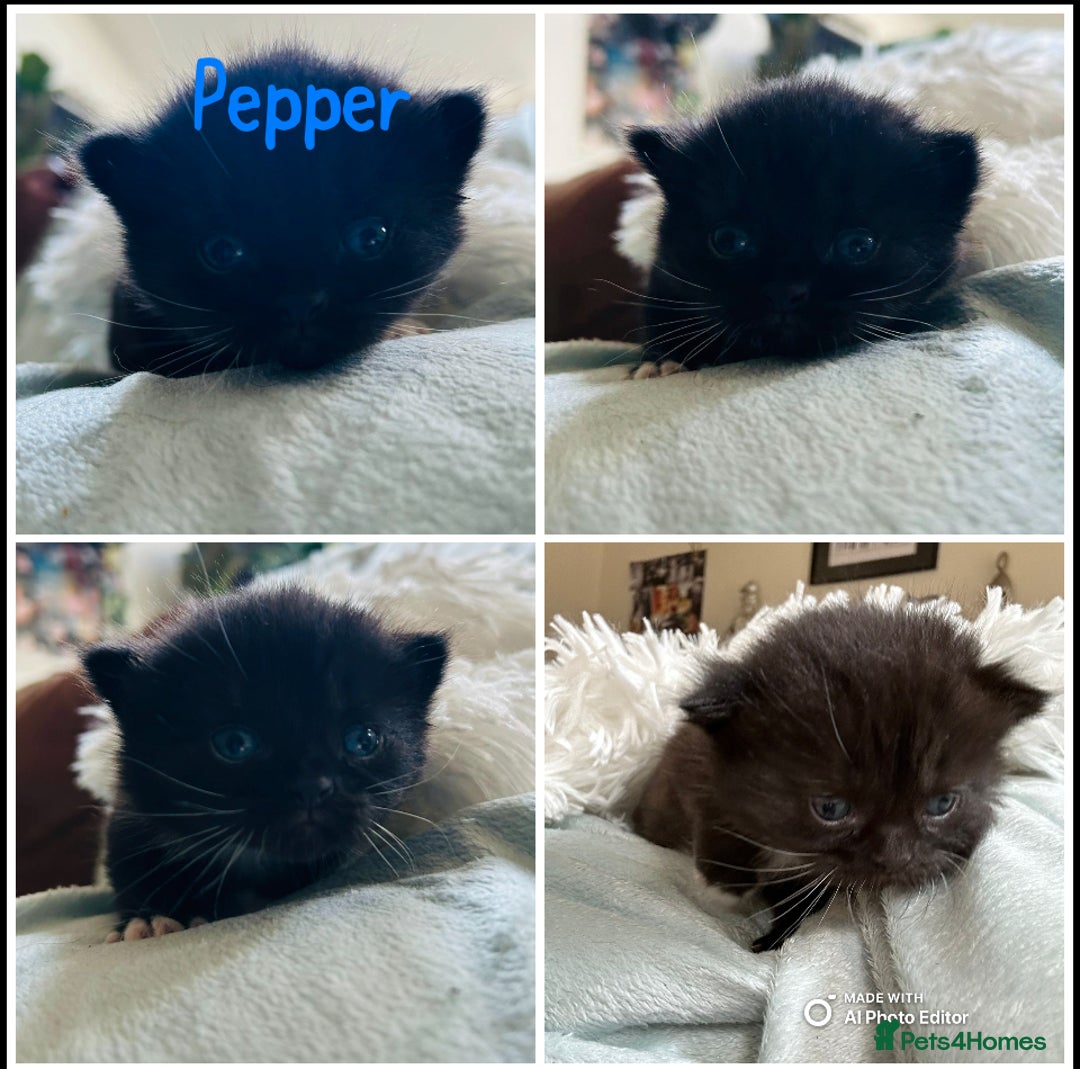 Himalayan cats for sale: Rare Himalayan mix kittens - Image 10