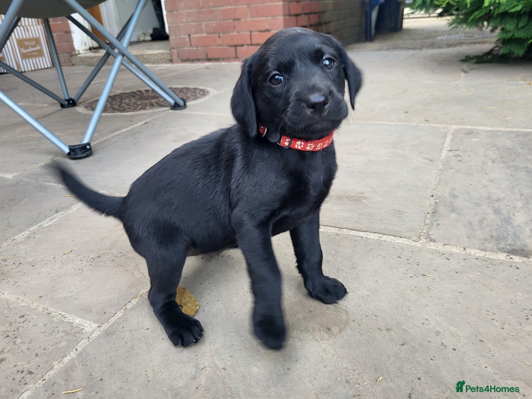 Labrador Retriever dogs for sale: Kc labrador puppies in Much Wenlock - Image 8