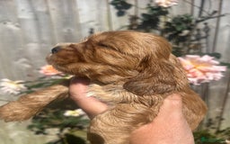 Cocker Spaniel dogs for sale: Show type cocker  spaniel “ Villaspaniol  ” kC reg - Image 6