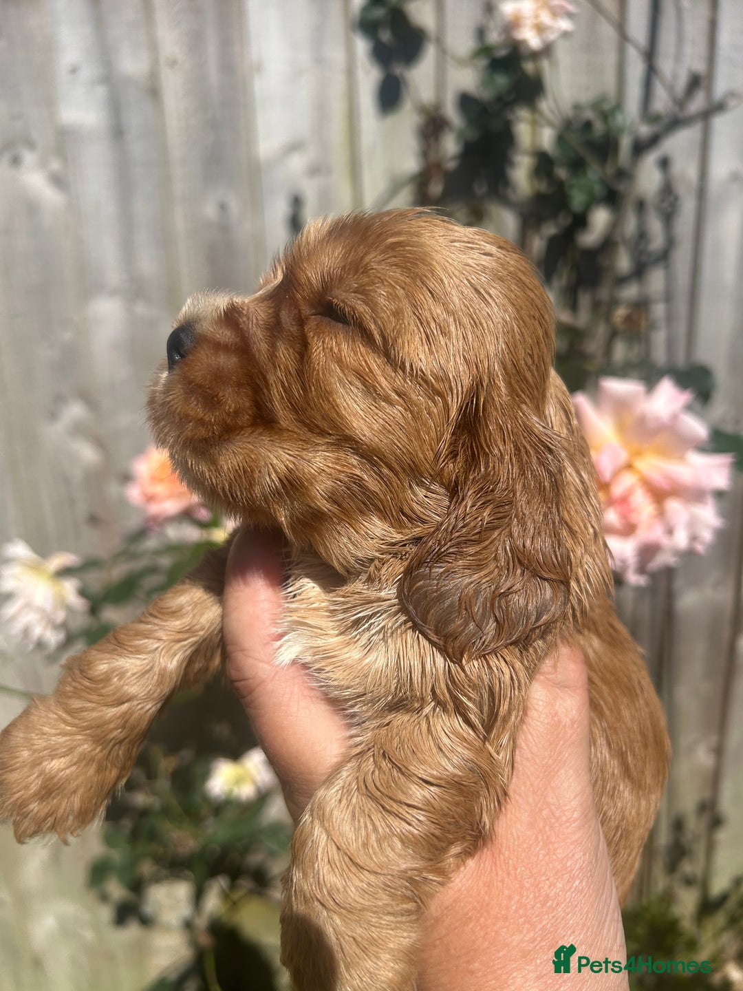 Cocker Spaniel dogs for sale: Show type cocker  spaniel “ Villaspaniol  ” kC reg - Image 6