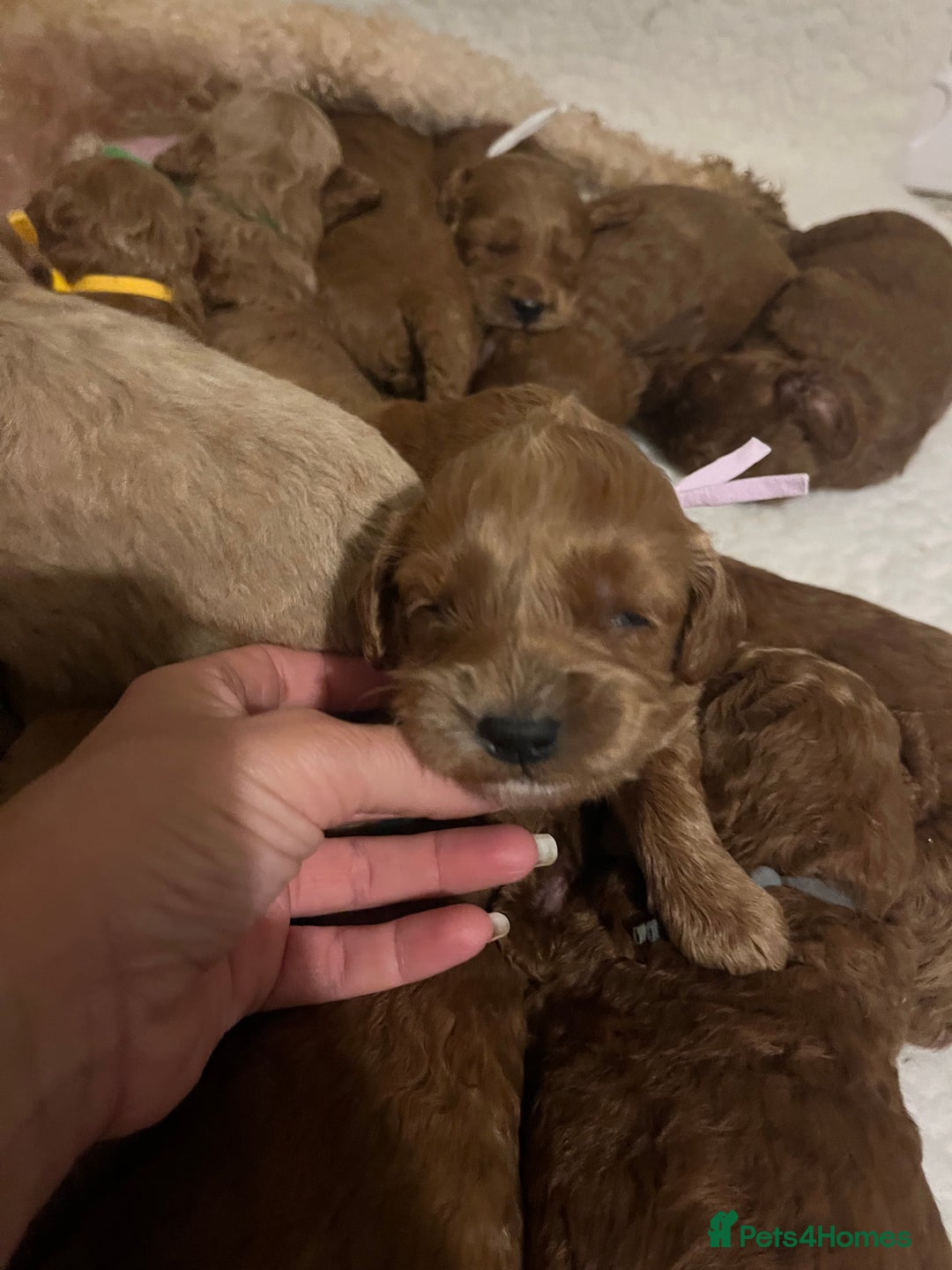 Goldendoodle dogs for sale: Outstanding quality fully tested Goldendoodle pups - Image 9