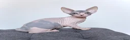 Sphynx cats for sale: Donskoy Tica pedigree  - Advert 5