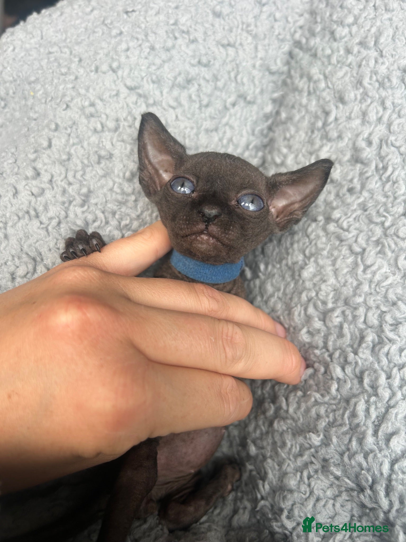 Sphynx cats Pure grey Canadian sphyn **  - Advert 14