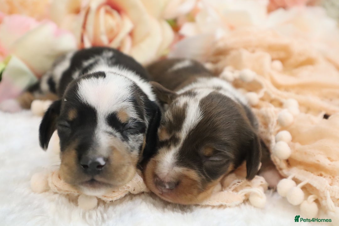 Miniature Dachshund dogs for sale: KC Miniature Dachshund Puppies - Image 30