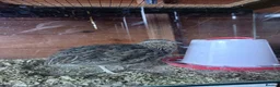 Quail poultry for sale: Coturnix Quails - Advert 1