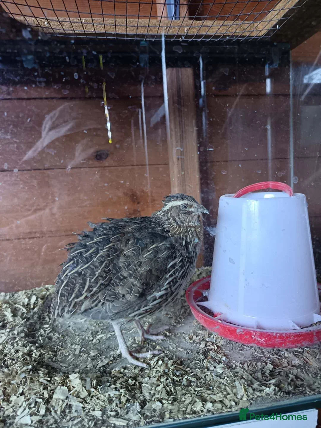 Quail poultry for sale: Coturnix Quails - Advert 1