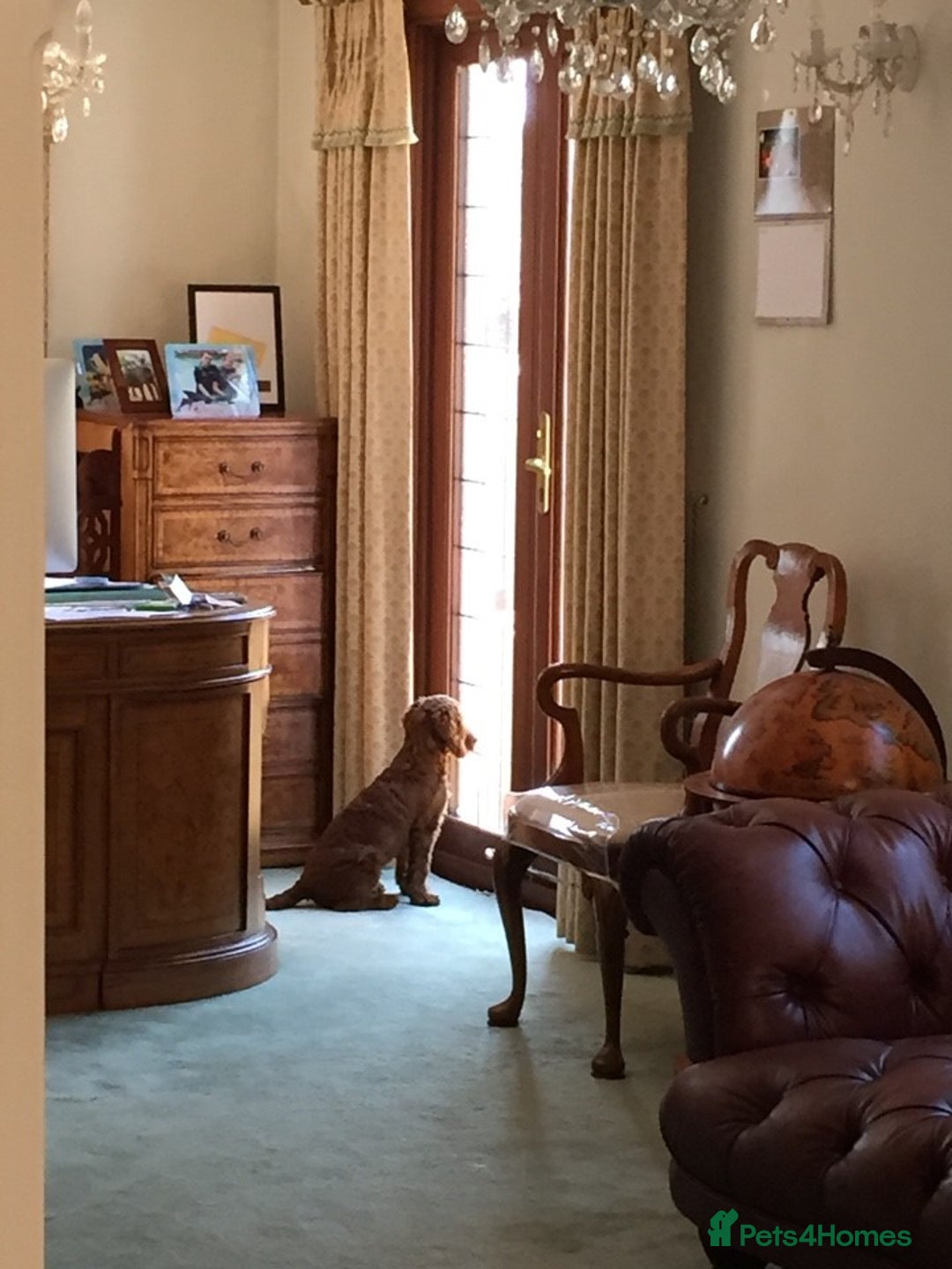 Cockapoo dogs for sale: Welcome to Cotswold Cavapoos and Cockapoos - Advert 22