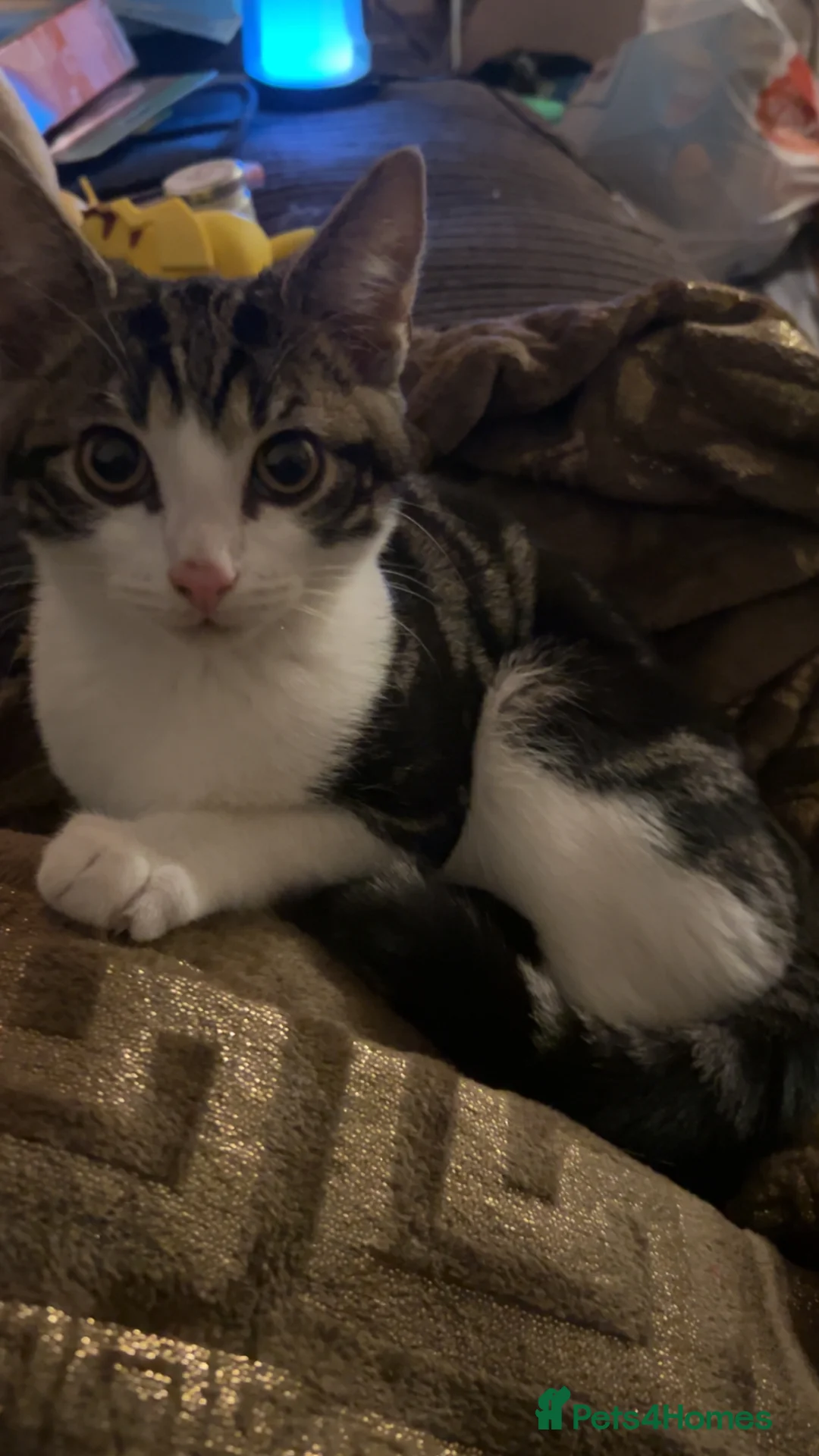 Mixed Breed cats for sale: Ragdoll mixed breed kitten  - Advert 1