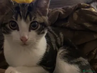 Mixed Breed cats Ragdoll mixed breed kitten - Advert 1