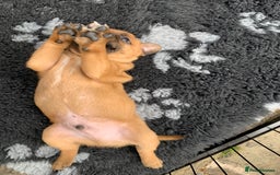 Staffordshire Bull Terrier dogs for sale: Stunning Red Staffy puppies KC top bloodlines - Image 23