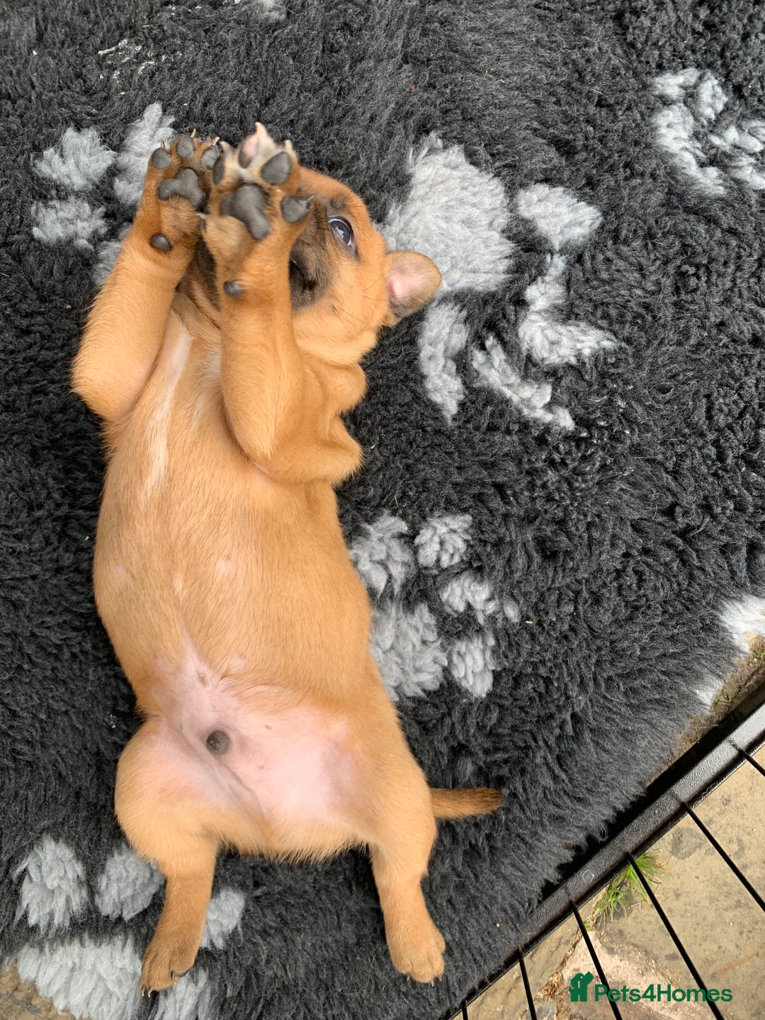 Staffordshire Bull Terrier dogs for sale: Stunning Red Staffy puppies KC top bloodlines - Image 23