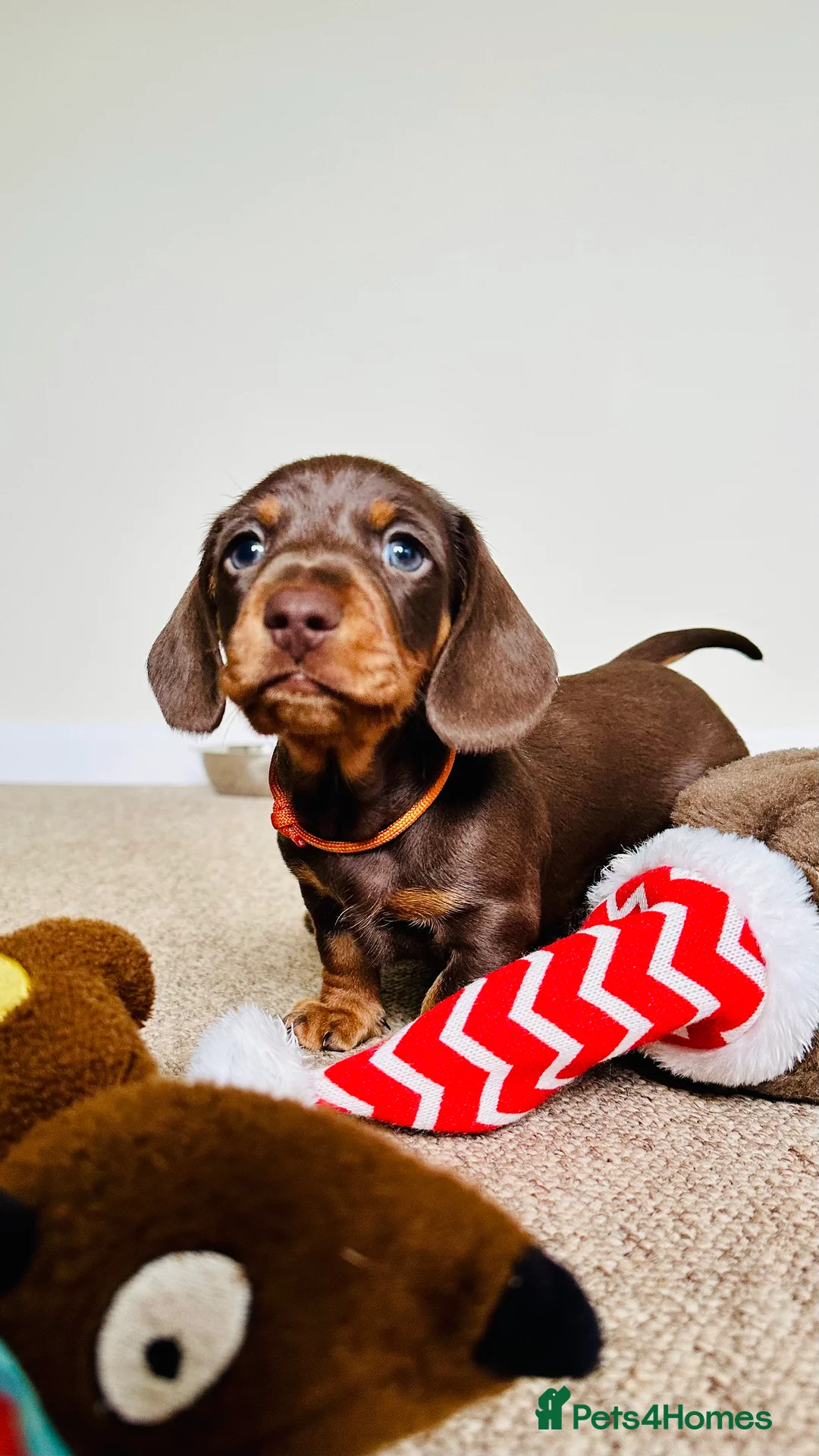 Miniature Dachshund dogs for sale: Trainer Raised Mini Dachshund Puppies - Advert 5