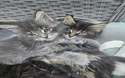 Maine Coon cats for sale: HIGH SILVER EHITE  GIRL ✨TICA REG BREEDER - Image 4