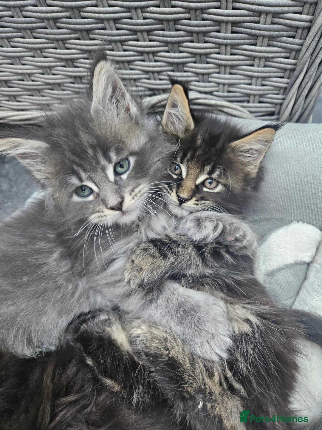 Maine Coon cats for sale: HIGH SILVER EHITE  GIRL ✨TICA REG BREEDER - Image 4