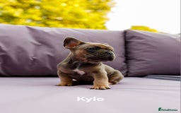 French Bulldog dogs for sale: Quality litter French Bulldogs - Image 12