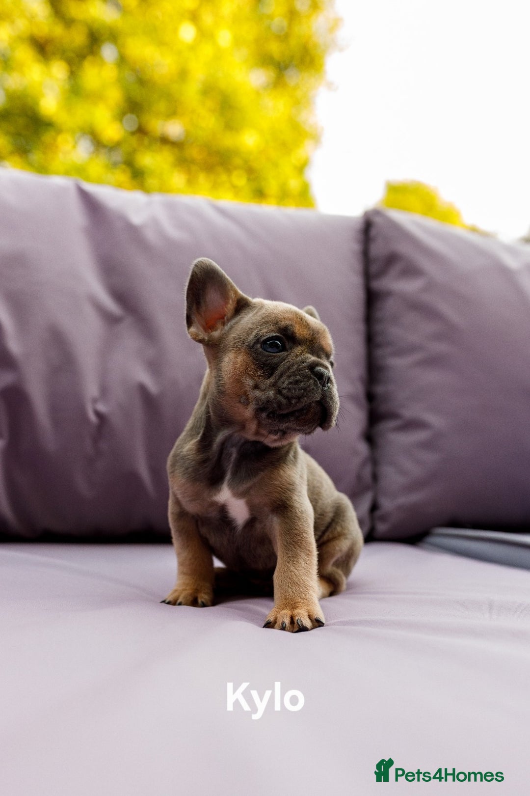 French Bulldog dogs for sale: Quality litter French Bulldogs - Image 12
