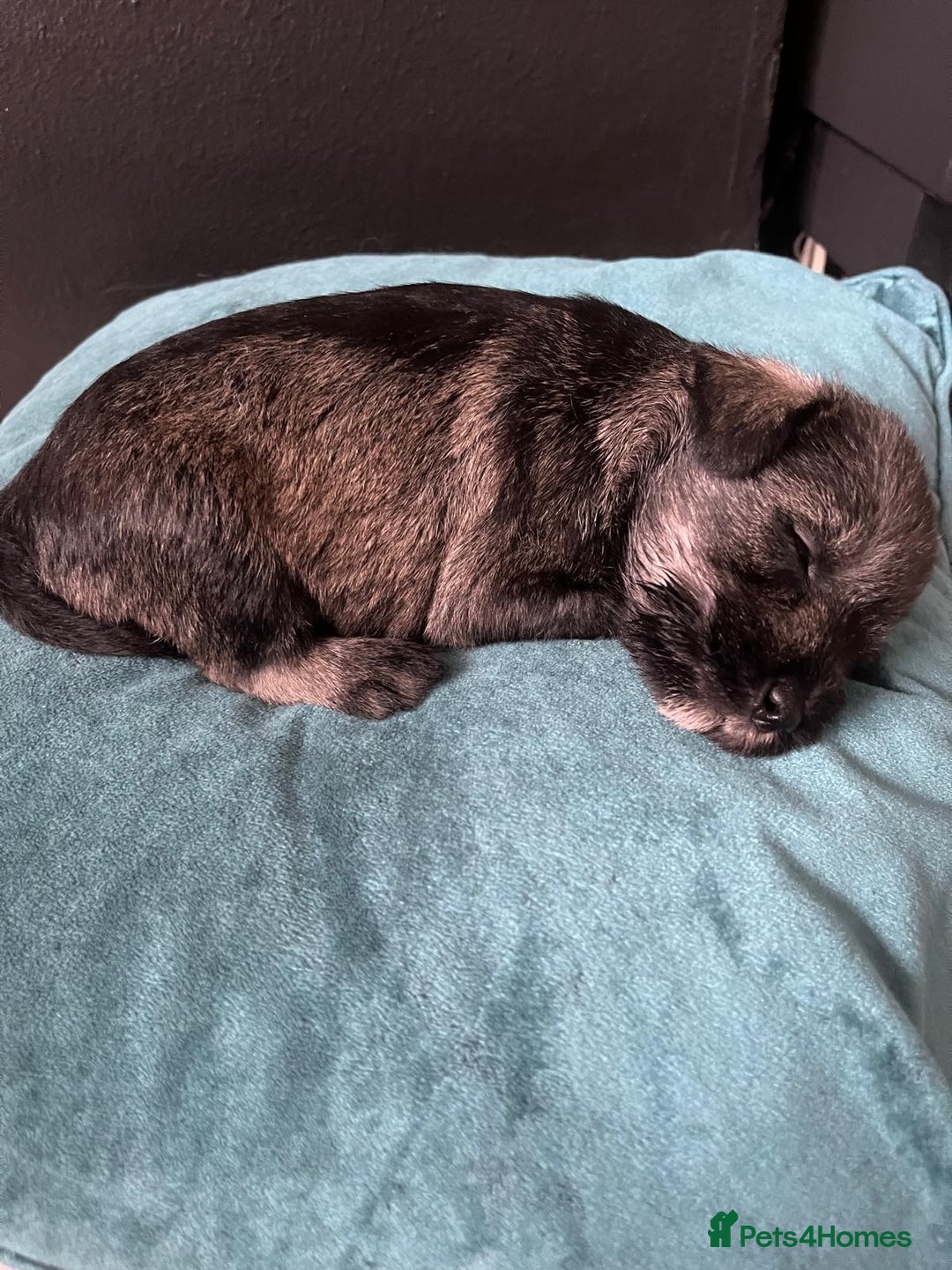 Miniature Schnauzer dogs for sale: Curious, playful and loving litter KC pups ❤️ - Image 25