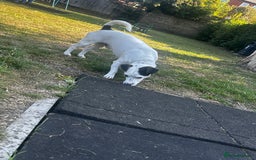 Jack Russell dogs for stud: JackRussell – 1 Year Old, Proven & Healthy in Maidstone - Image 6