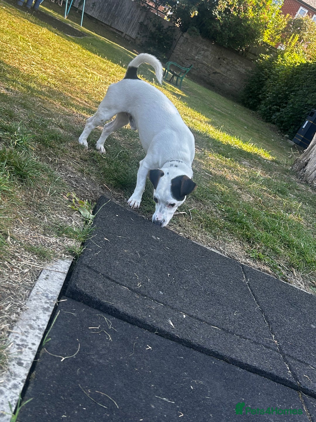 Jack Russell dogs for stud: JackRussell – 1 Year Old, Proven & Healthy in Maidstone - Image 6