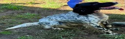 English Setter dogs for adoption: Beltza - Advert 8