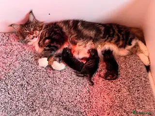 Maine Coon cats Maine coon kittens - Advert 13