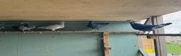 Pigeons birds for sale: Pigeons  - Advert 10
