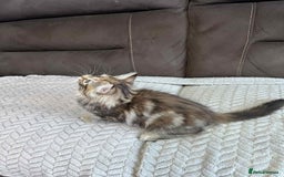 Siberian cats for sale: Purebred- Hypoallergenic Siberian Kittens - Image 36