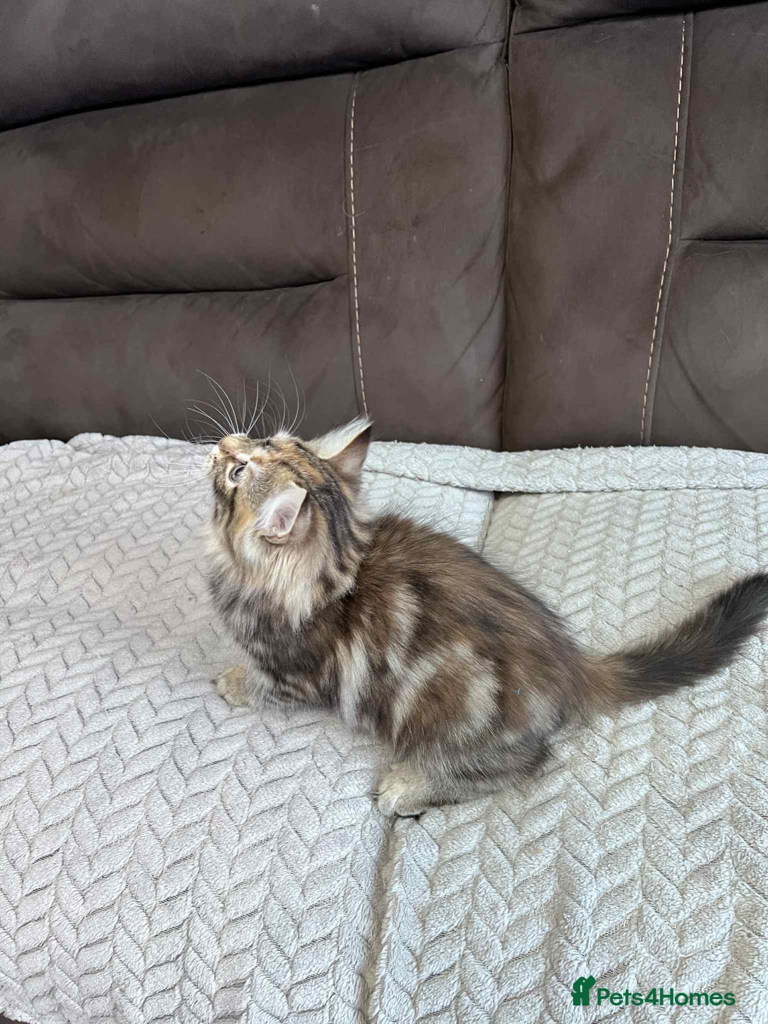 Siberian cats for sale: Purebred- Hypoallergenic Siberian Kittens - Image 36